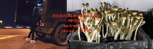 молекула духа Кодинск